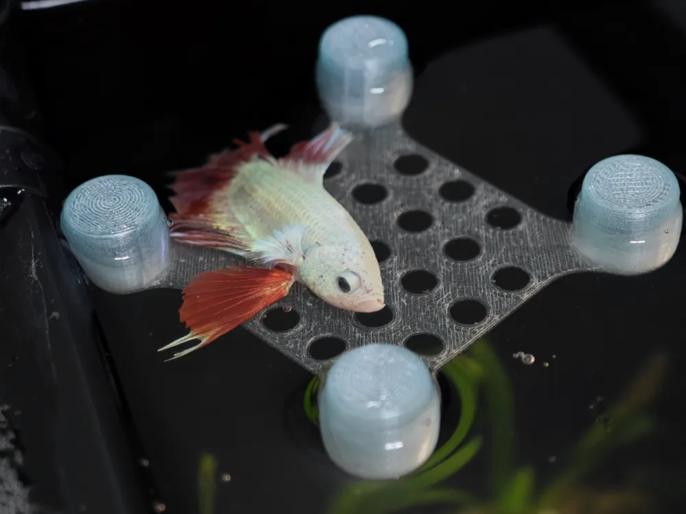 Betta Bed