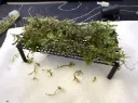 Moss Table