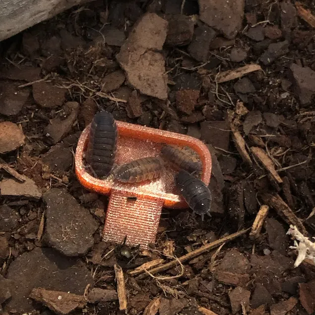 Isopod Feeding Dish