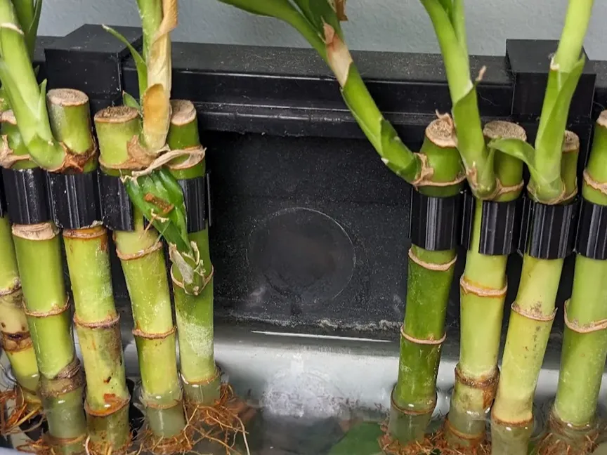 Bamboo Plants Holder (Black)