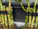 Bamboo Plants Holder